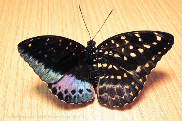 Lexias pardalis (gynandromorph, live, academy of natural sciences, philadelphia) (Internet Image property of respective owner, non-commercial use only)